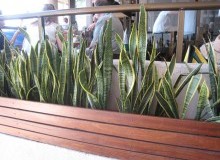 Kwikfynd Indoor Planting
wrightsbeach