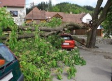 Kwikfynd Tree Cutting Services
wrightsbeach
