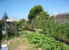 Kwikfynd Vegetable Gardens
wrightsbeach